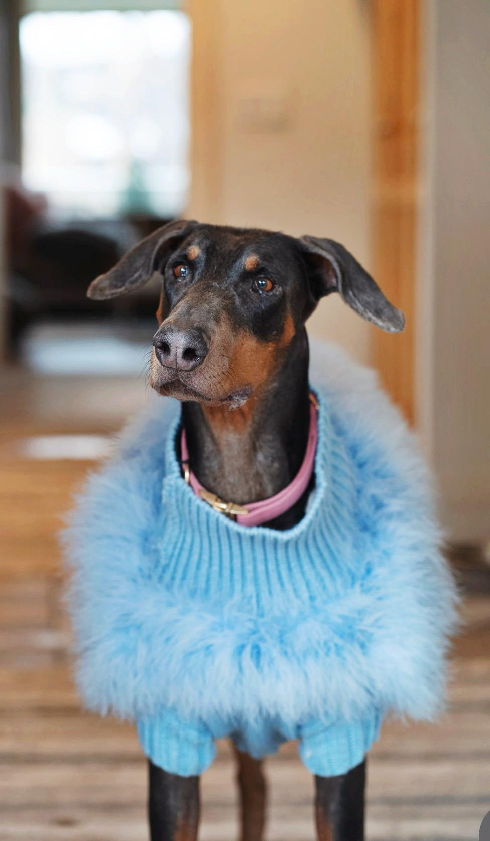 Bambi, a Adopted Doberman Pinscher in salt lake city, UT image 3/6