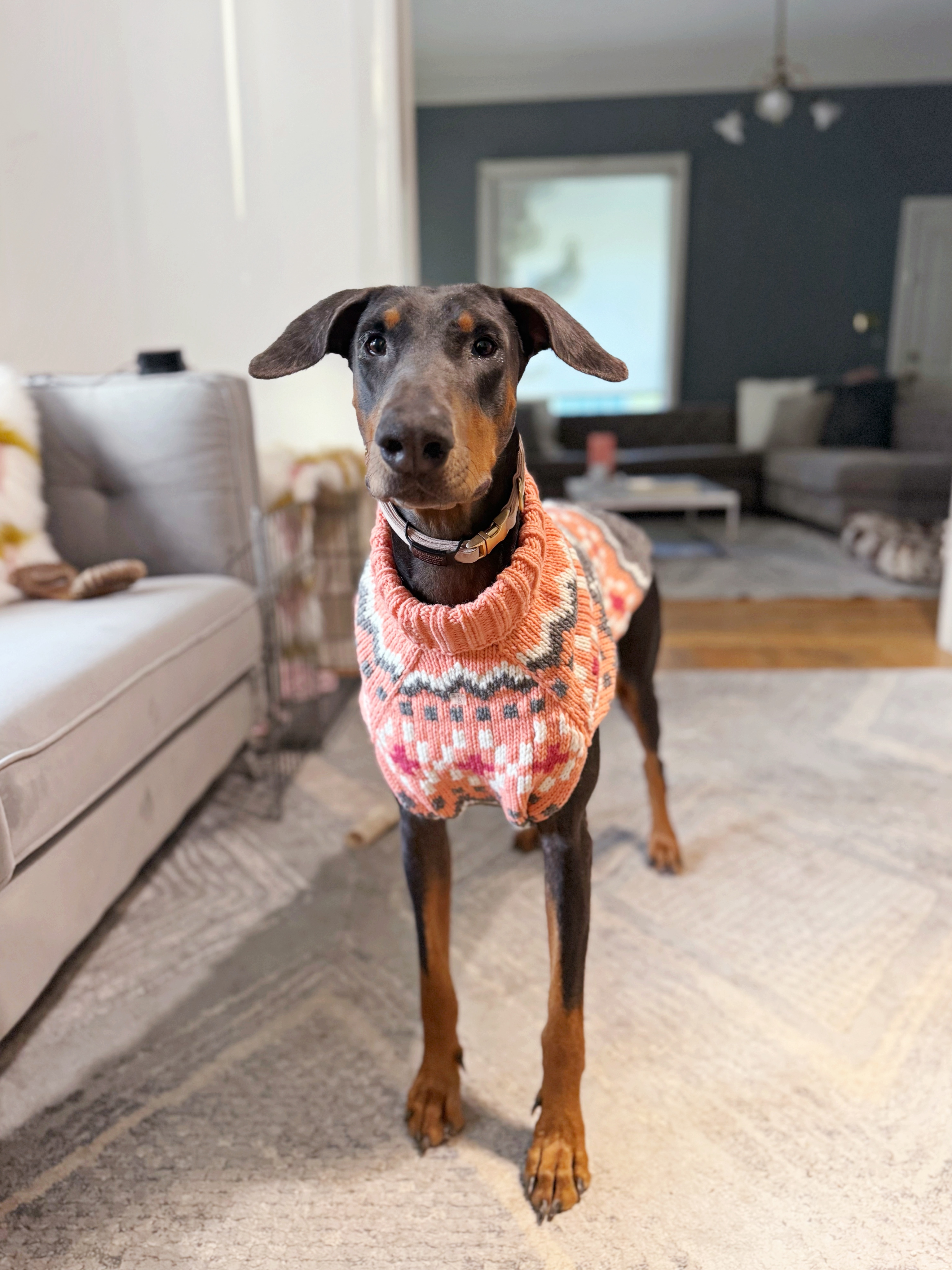 Bambi, a Adopted Doberman Pinscher in salt lake city, UT image 6/6