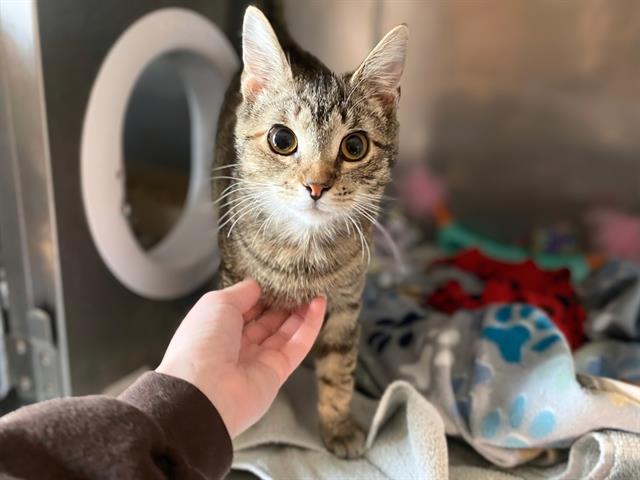 THALIA, Adoptable, Young Female Domestic Short Hair.