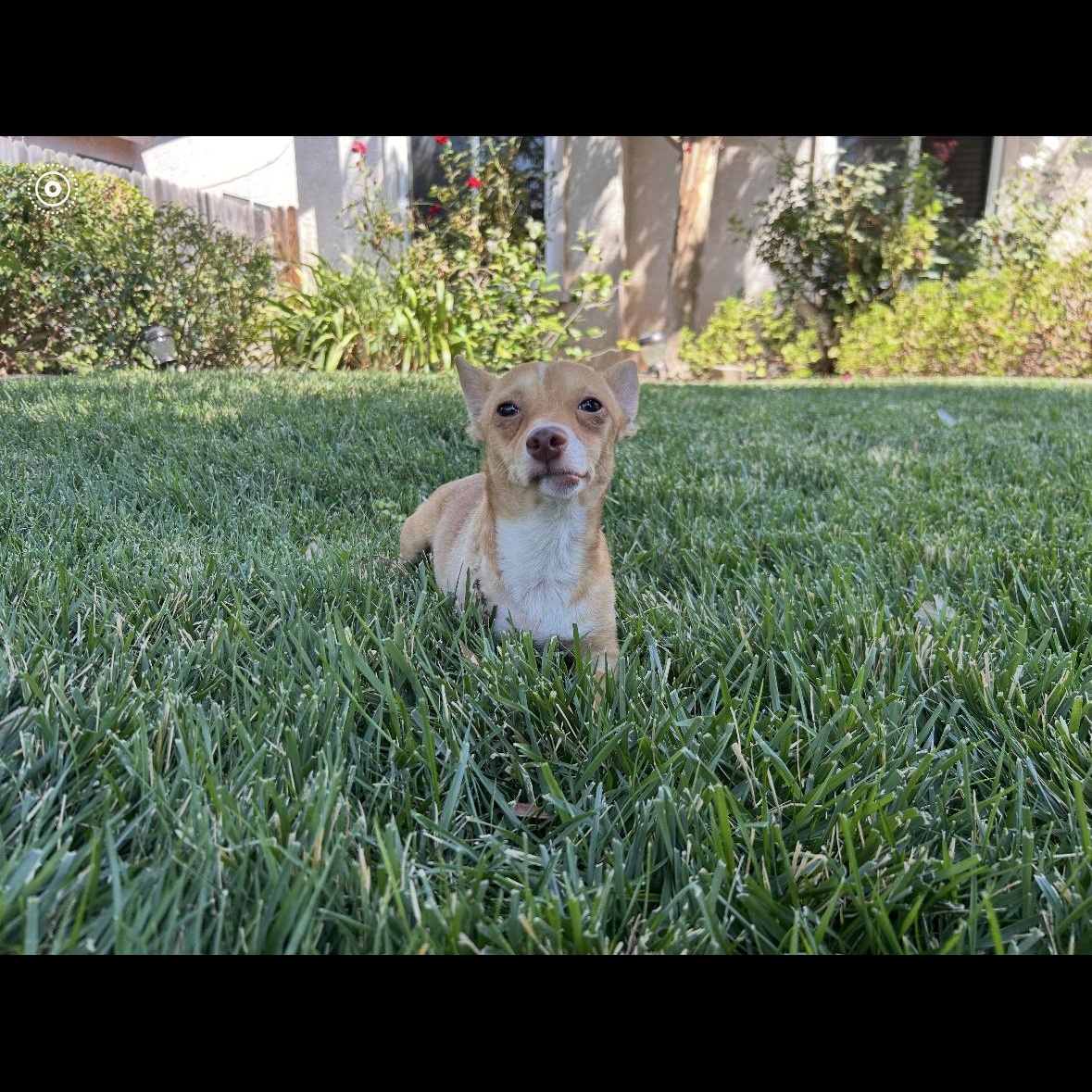 Enlarge Douglas, an adopted Chihuahua in Hayward, CA image 6/6