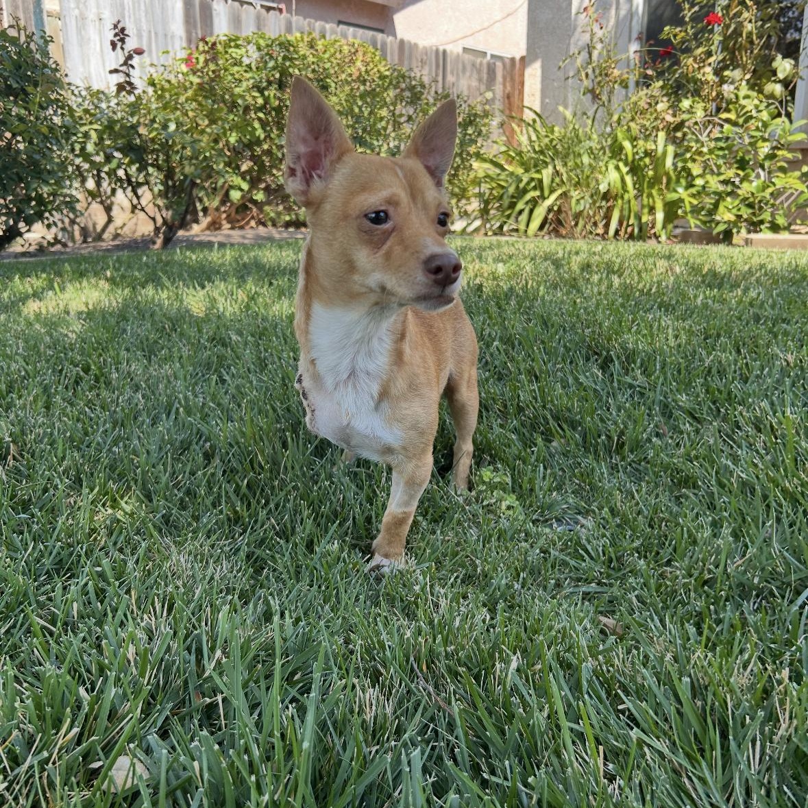 Enlarge Douglas, an adopted Chihuahua in Hayward, CA image 5/6