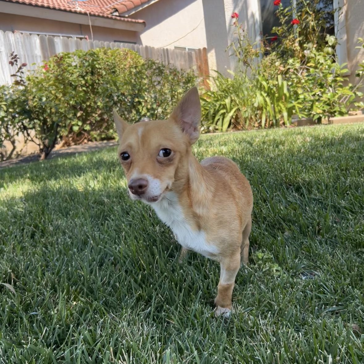Enlarge Douglas, an adopted Chihuahua in Hayward, CA image 4/6