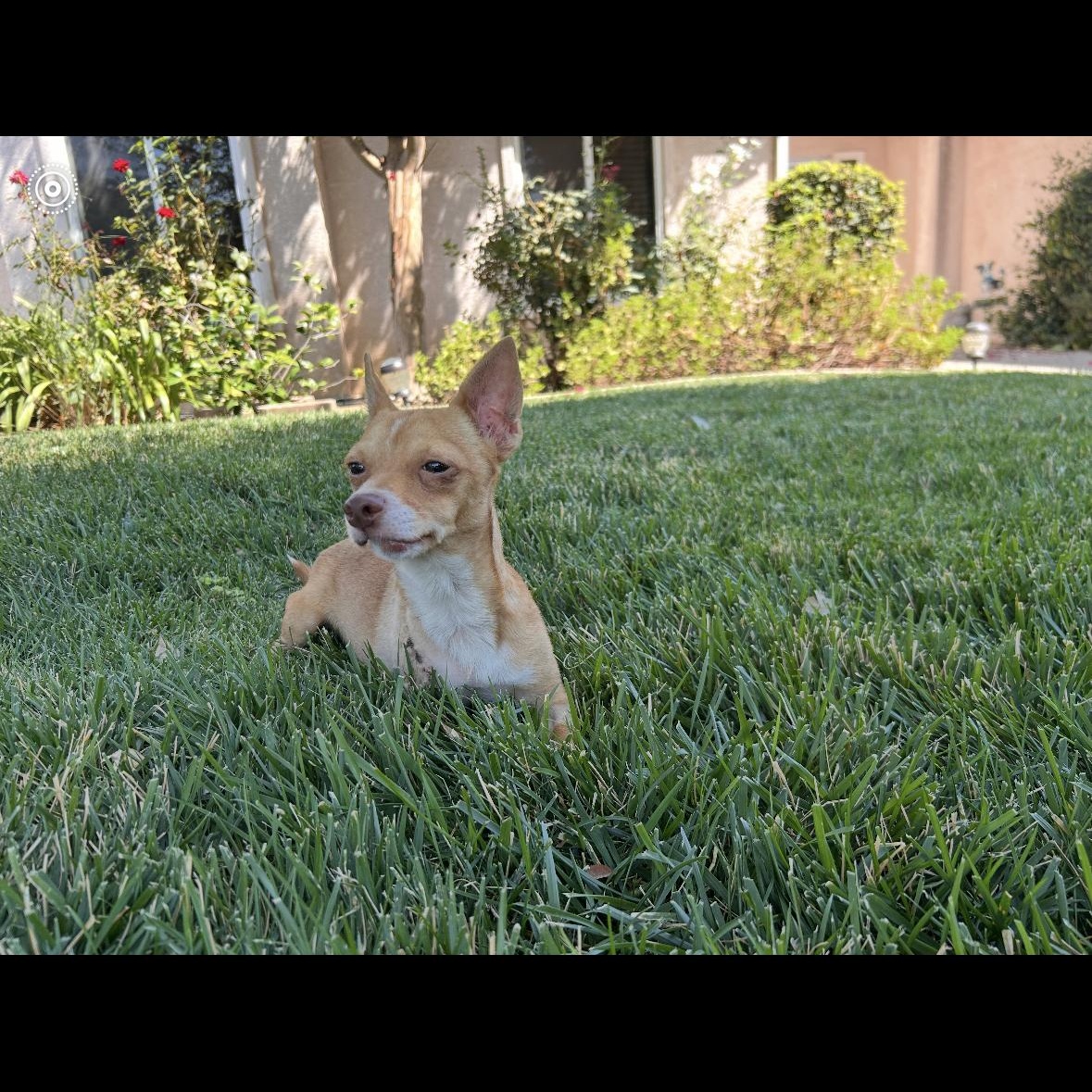 Douglas, adopted, Young Male Chihuahua.