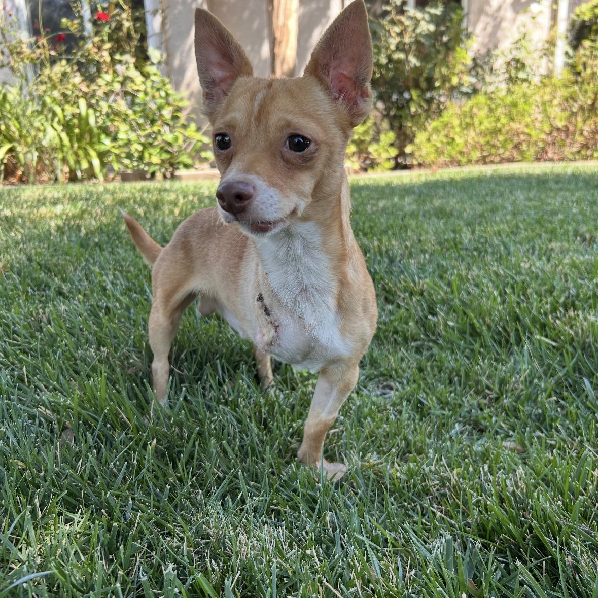 Enlarge Douglas, an adopted Chihuahua in Hayward, CA image 3/6