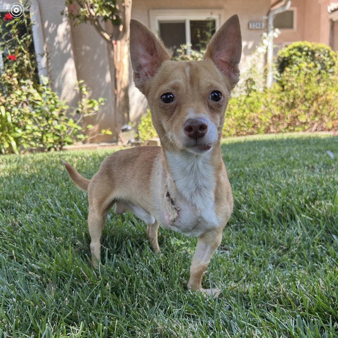 Enlarge Douglas, an adopted Chihuahua in Hayward, CA image 2/6