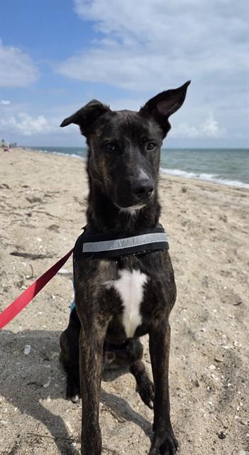ROSCO, Adoptable, Young Male Pit Bull Terrier & Mixed Breed.