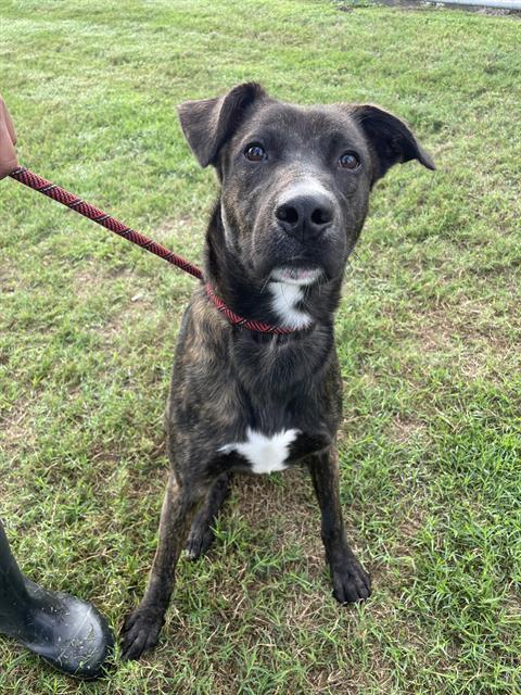 Enlarge ROSCO, a Adoptable mixed breed in Corpus Christi, TX image 1/1