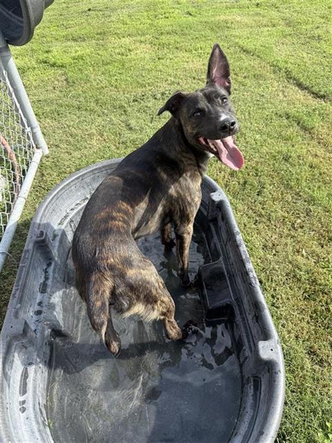 ROSCO, Adoptable, Young Male Pit Bull Terrier & Mixed Breed.