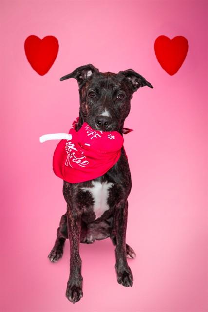 Enlarge ROSCO, a Adoptable mixed breed in Corpus Christi, TX image 1/1