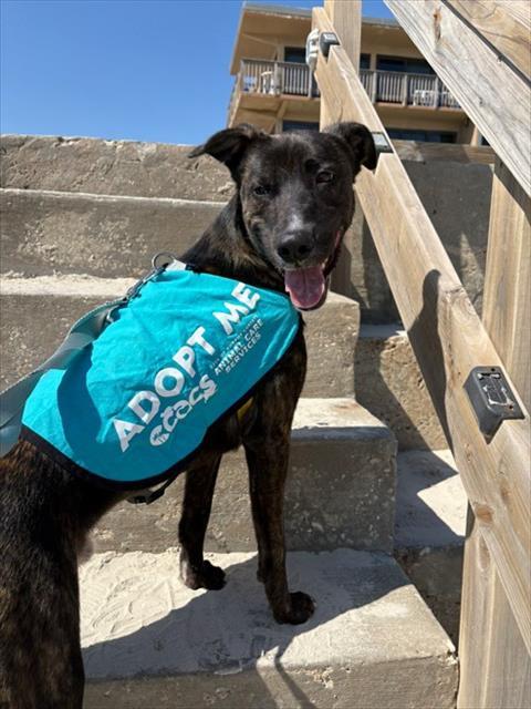 ROSCO, Adoptable, Young Male Pit Bull Terrier & Mixed Breed.