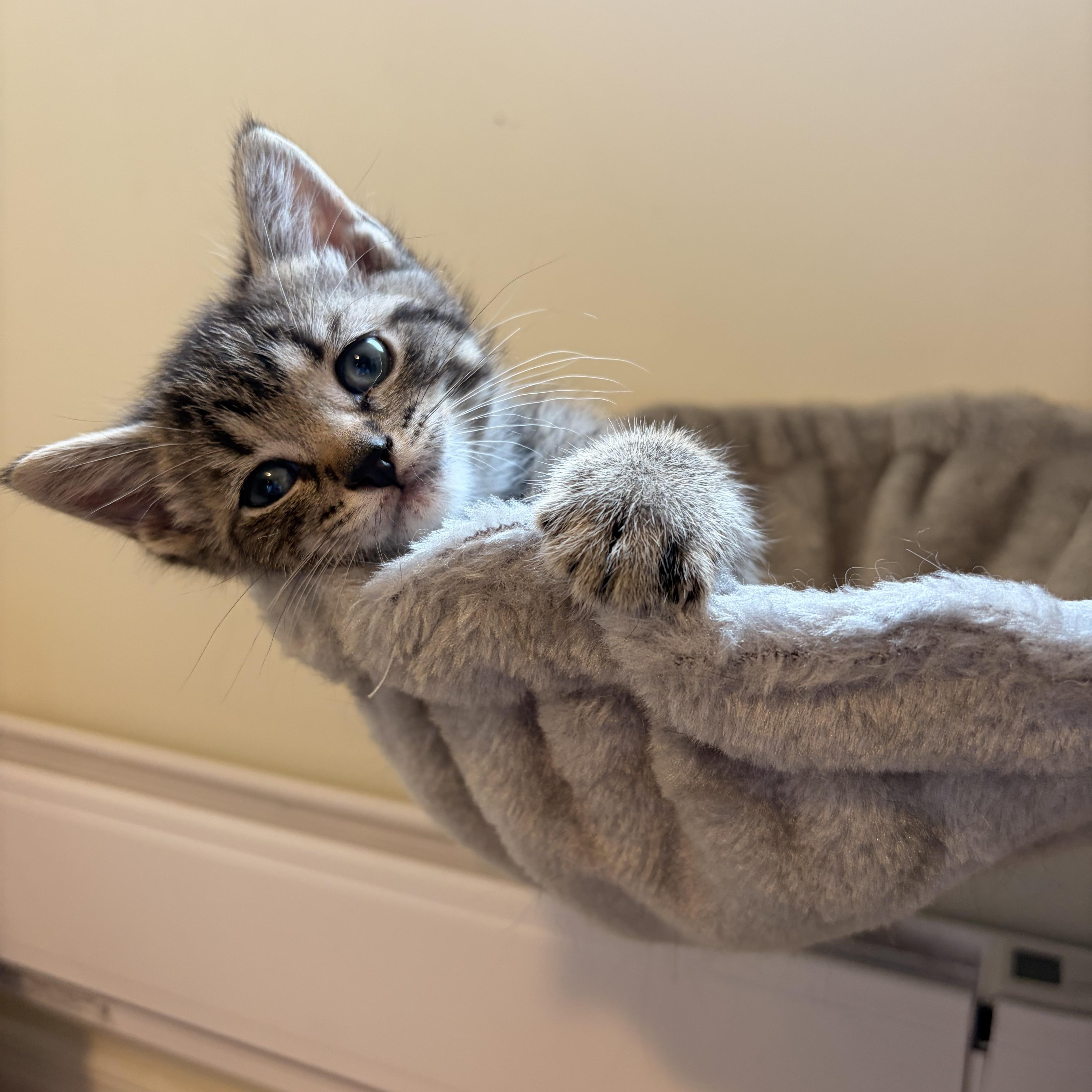 Jim, a ADOPTABLE Domestic Short Hair in Hamilton, ON image 1/2