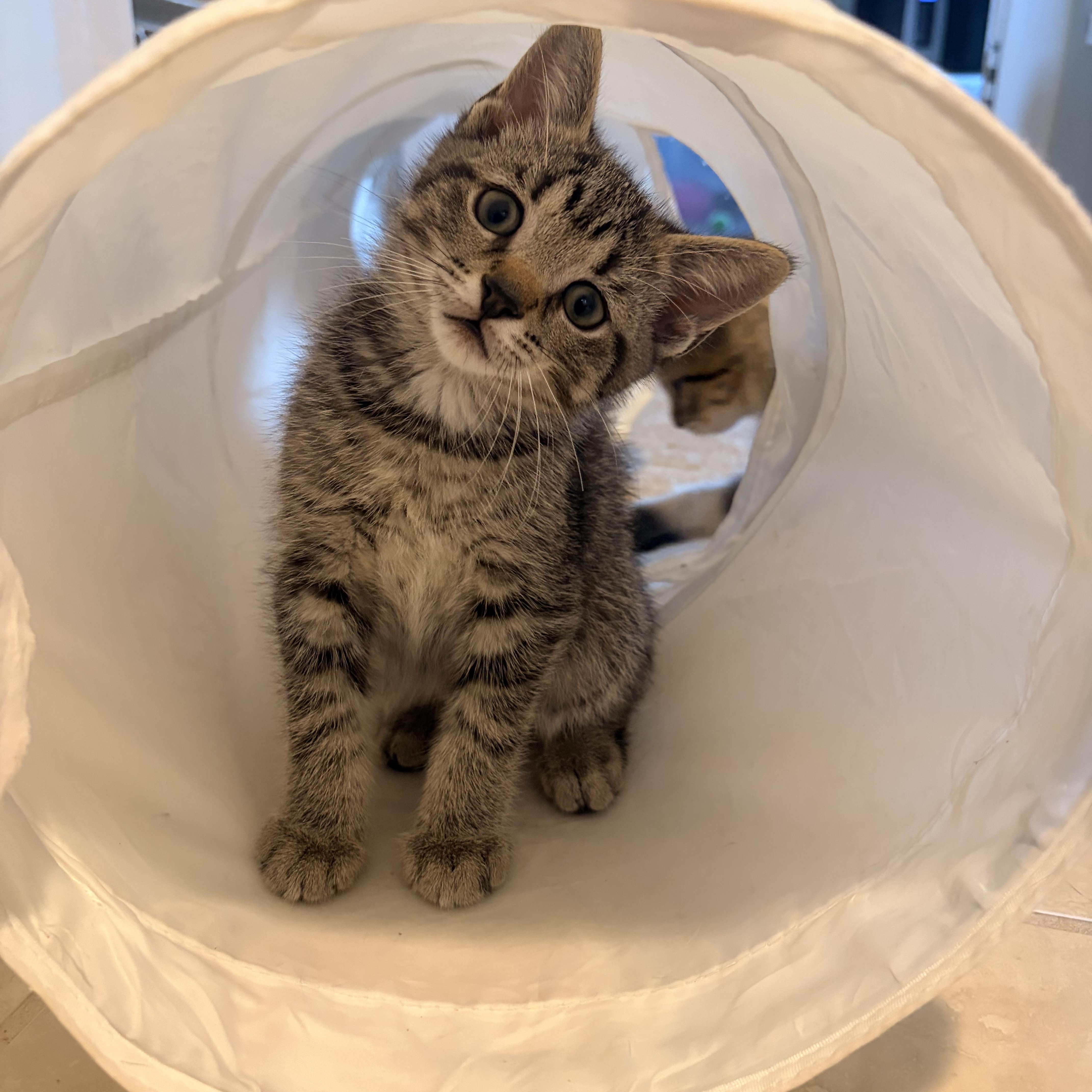 Jim, a ADOPTABLE Domestic Short Hair in Hamilton, ON image 2/2