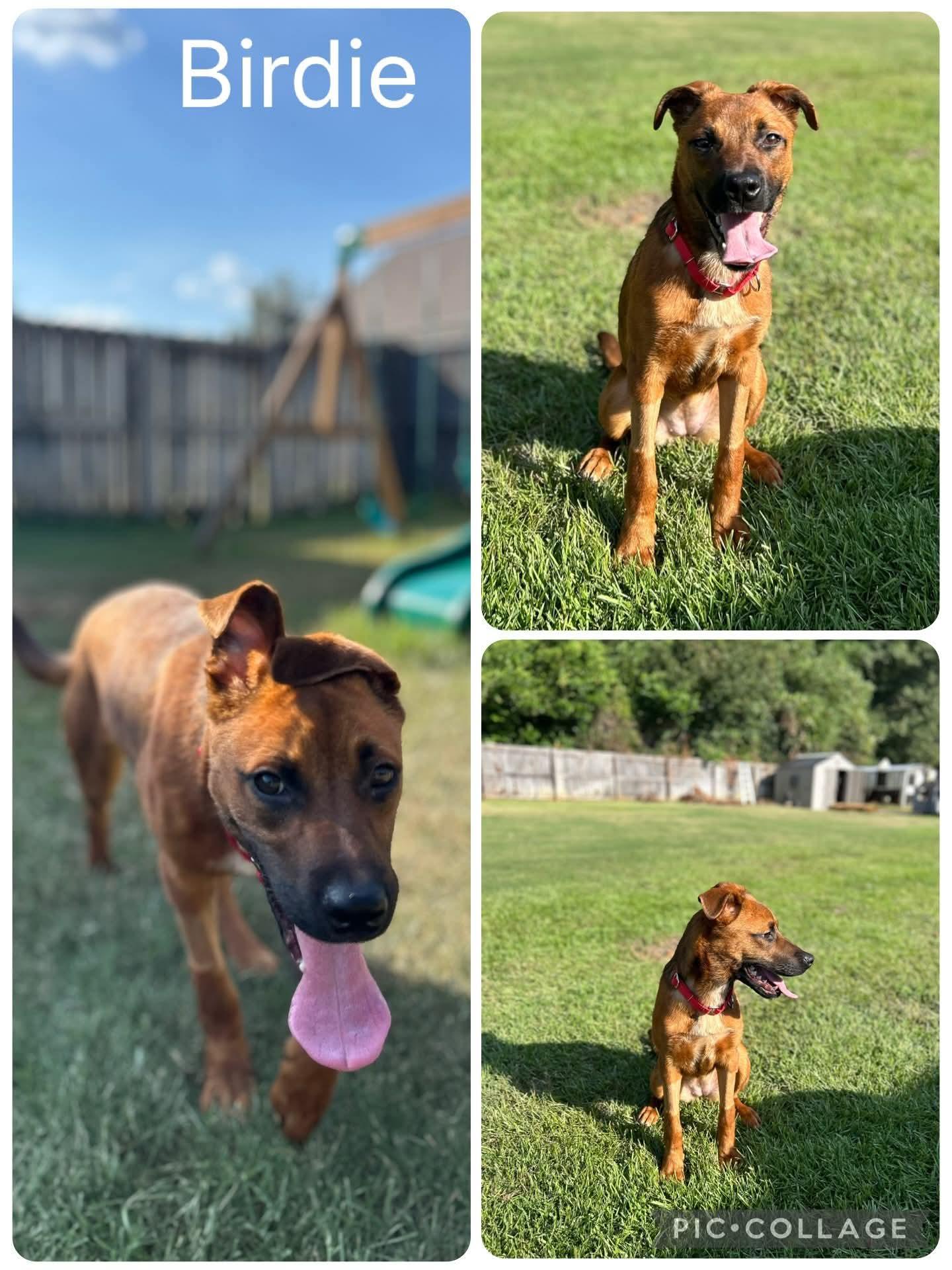 Enlarge Birdie, a Adoptable mixed breed in Enterprise, AL image 1/1