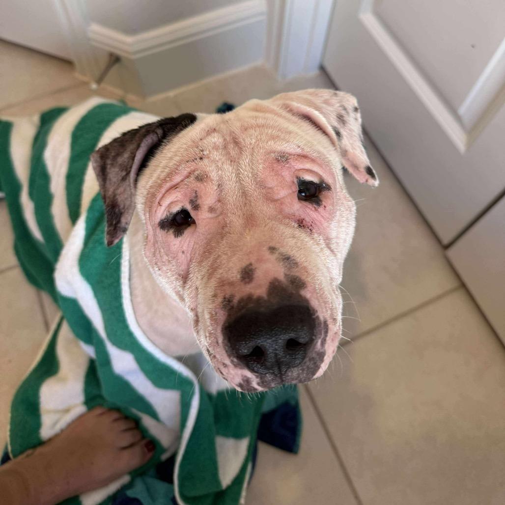 Layla, Adoptable, Adult Female Pit Bull Terrier & Mixed Breed.