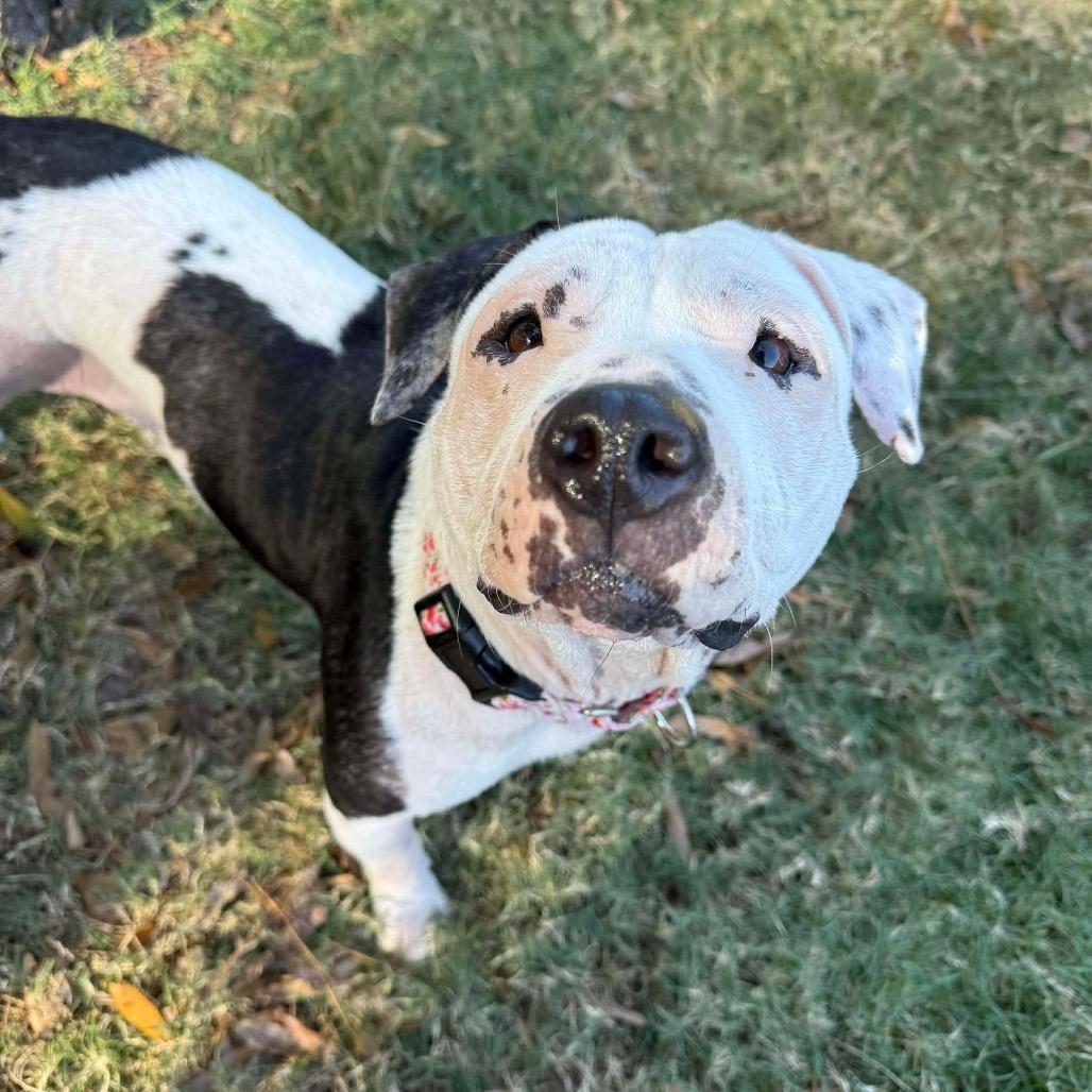 Layla, a Adoptable mixed breed in Pearland, TX image 1/6