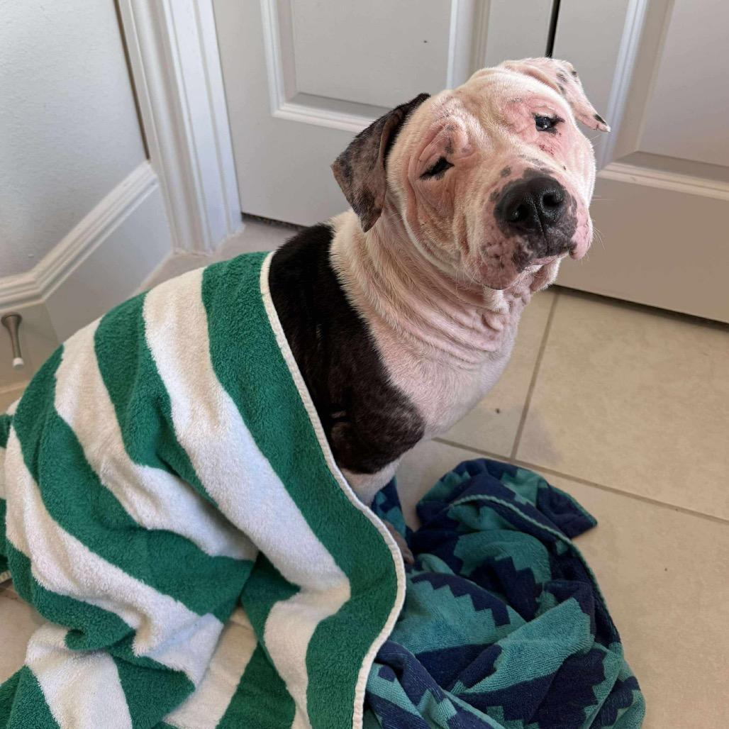 Enlarge Layla, a Adoptable mixed breed in Pearland, TX image 2/6