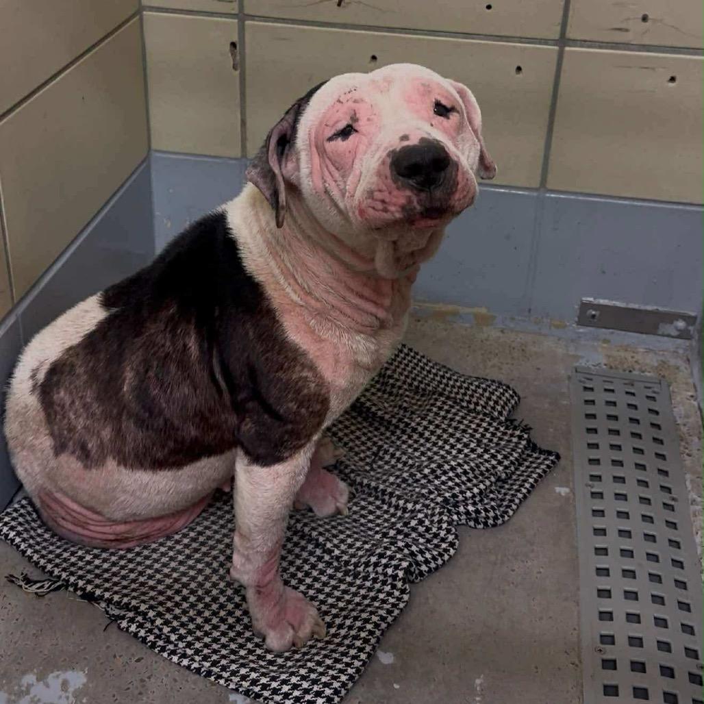 Layla, a Adoptable mixed breed in Pearland, TX image 4/6
