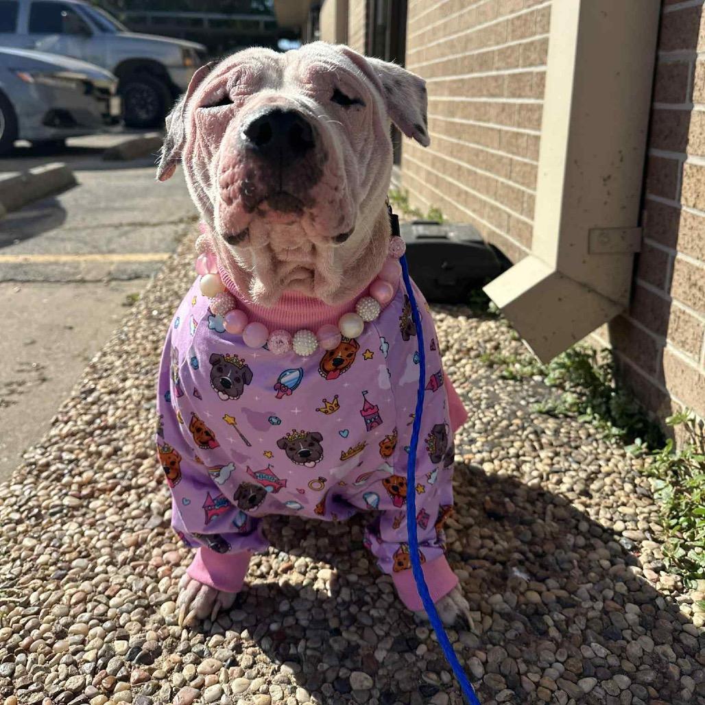 Enlarge Layla, a Adoptable mixed breed in Pearland, TX image 3/6