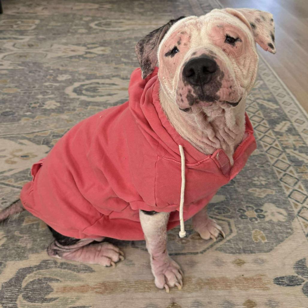 Enlarge Layla, a Adoptable mixed breed in Pearland, TX image 4/6