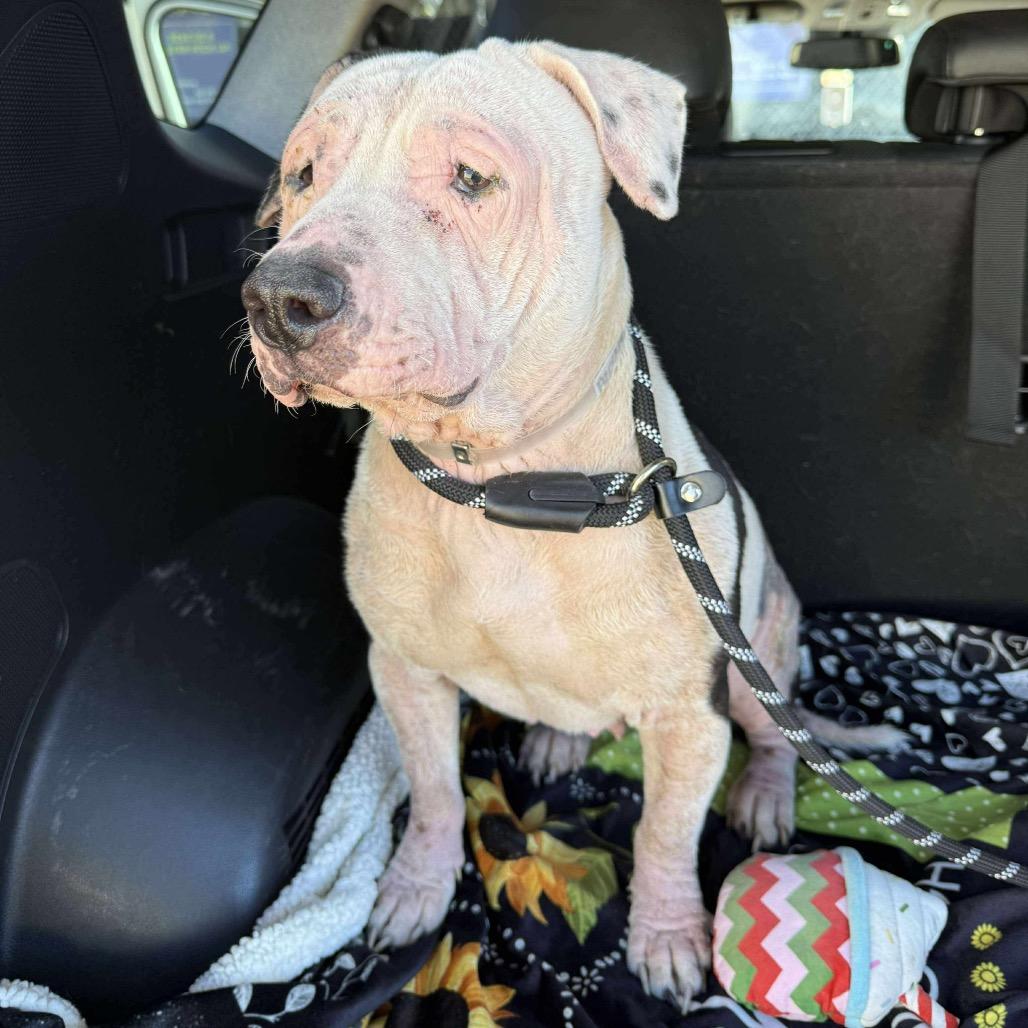 Enlarge Layla, a Adoptable mixed breed in Pearland, TX image 5/6