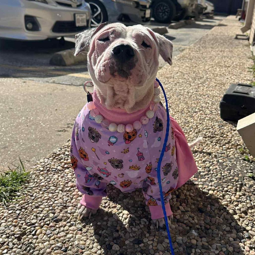 Enlarge Layla, a Adoptable mixed breed in Pearland, TX image 6/6