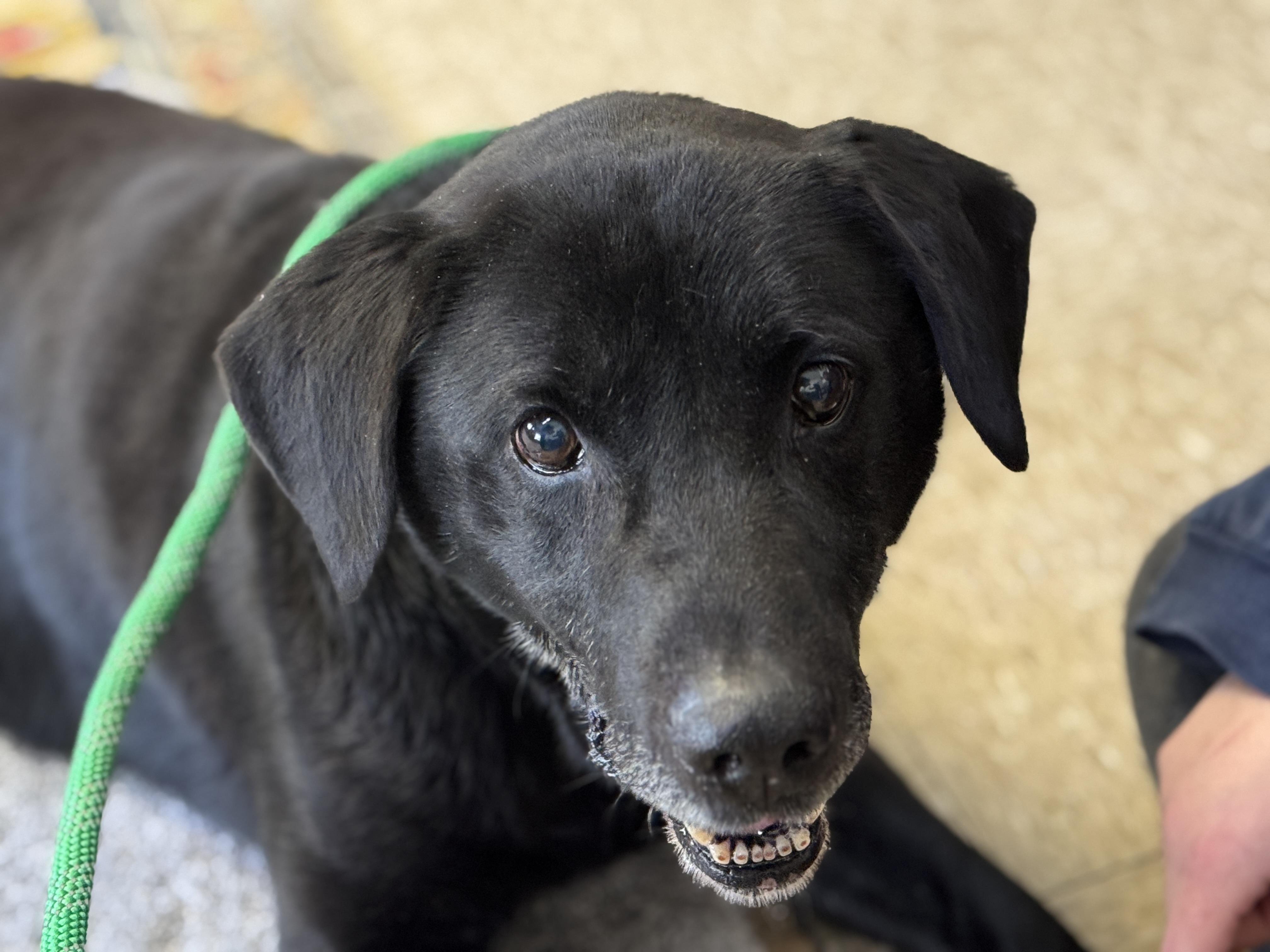 Enlarge Bruno, a ADOPTABLE mixed breed in Richmond, VA image 2/6