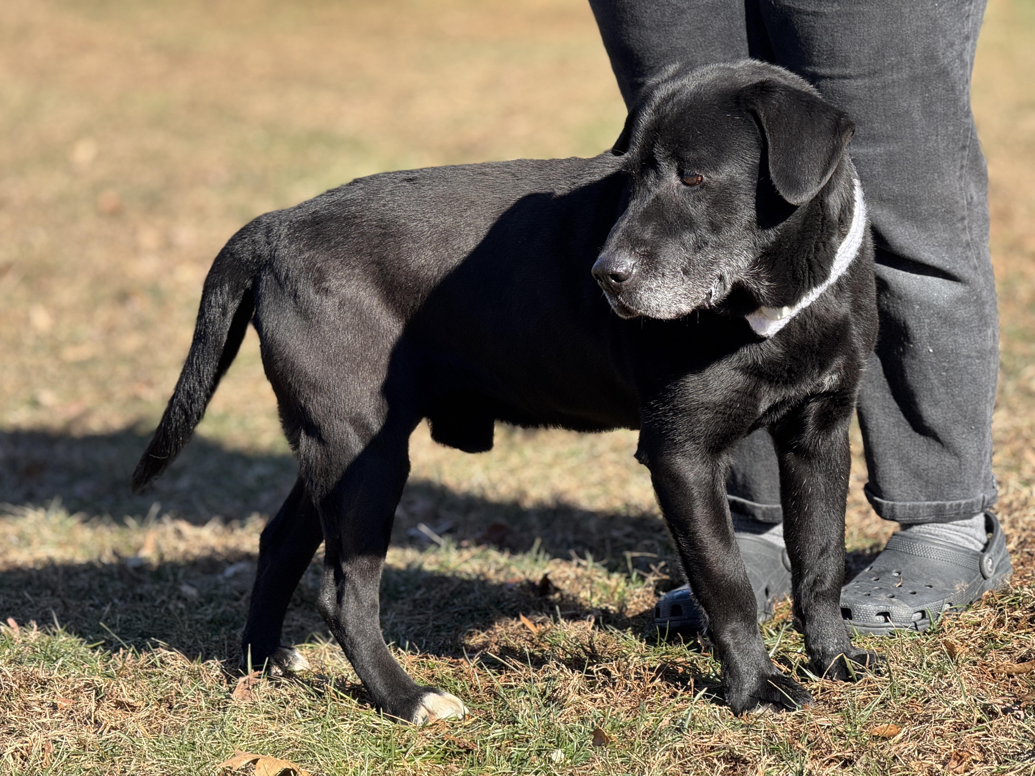 Enlarge Bruno, a ADOPTABLE mixed breed in Richmond, VA image 4/6