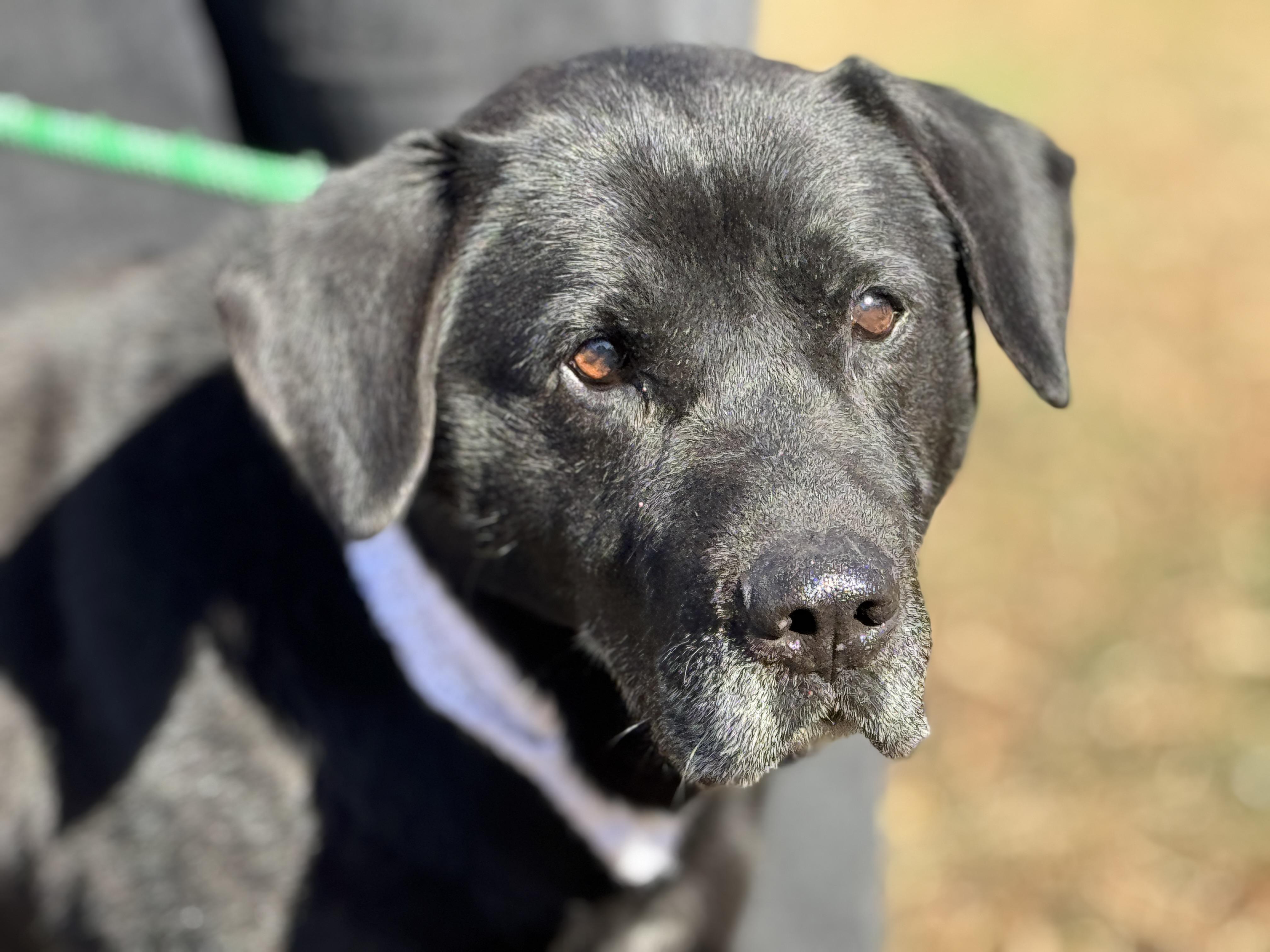 Enlarge Bruno, a ADOPTABLE mixed breed in Richmond, VA image 6/6