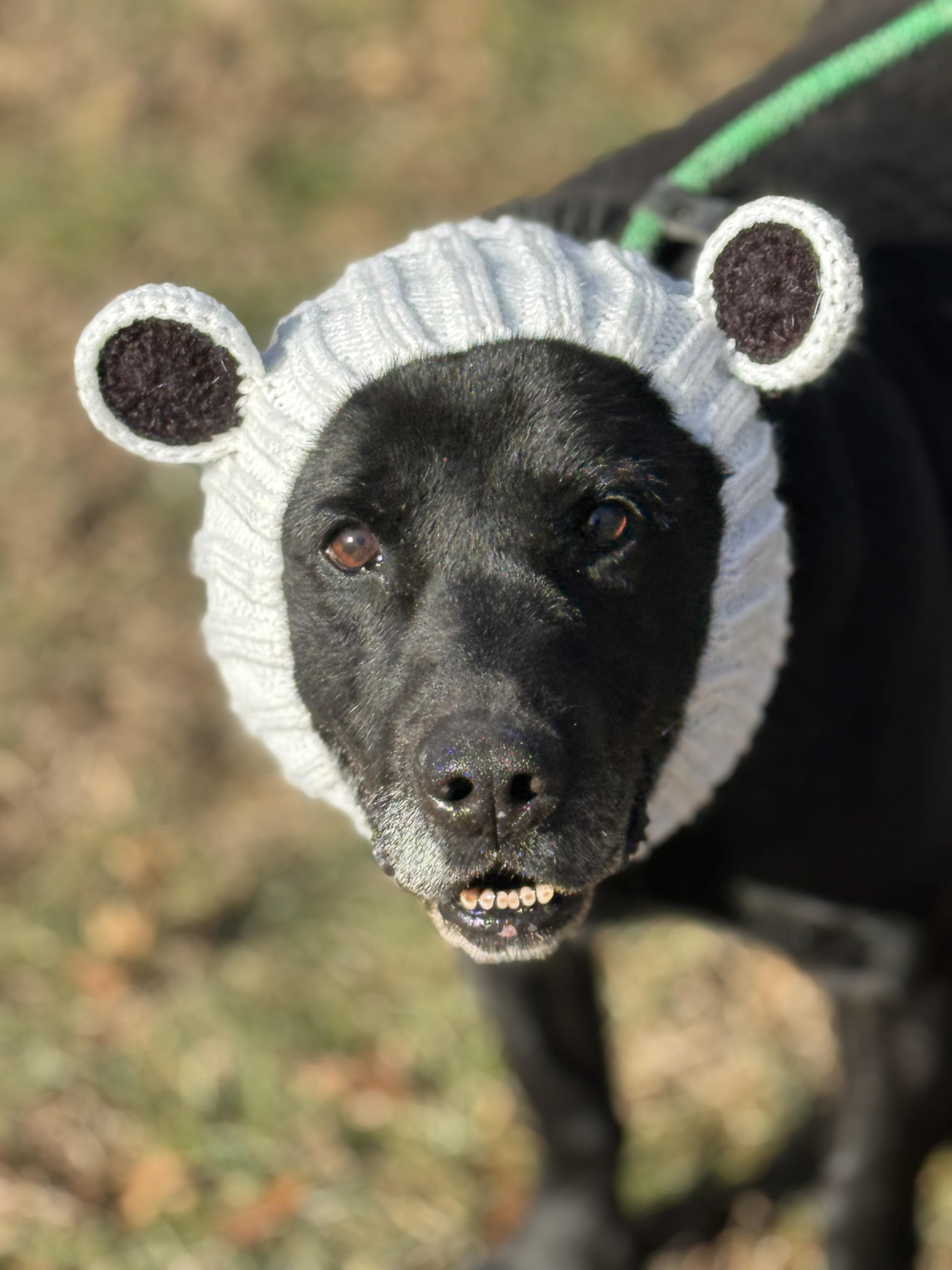 Enlarge Bruno, a ADOPTABLE mixed breed in Richmond, VA image 1/6