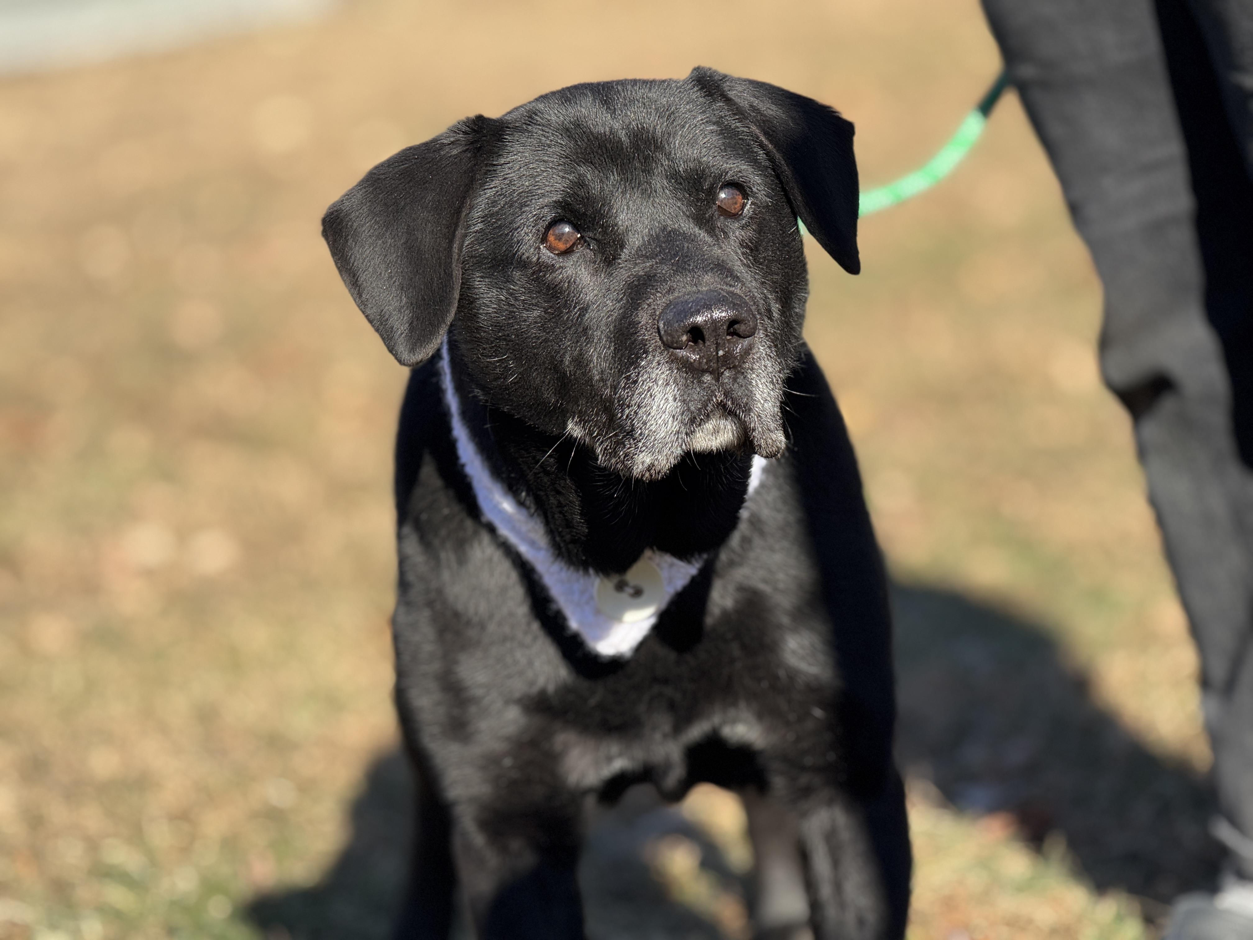 Enlarge Bruno, a ADOPTABLE mixed breed in Richmond, VA image 5/6