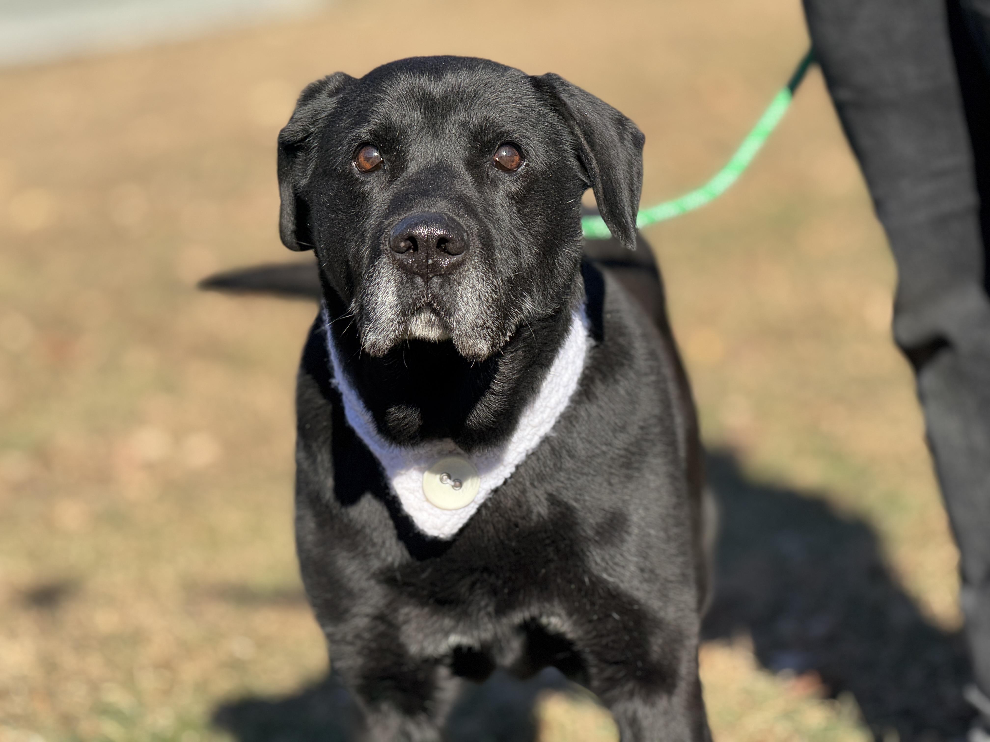 Enlarge Bruno, a ADOPTABLE mixed breed in Richmond, VA image 3/6