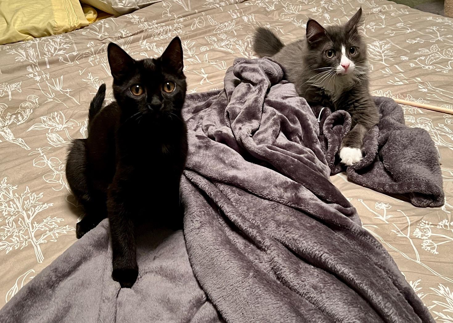 Bentley and Mercedes (Bonded Pair), Baby Male Domestic Medium Hair