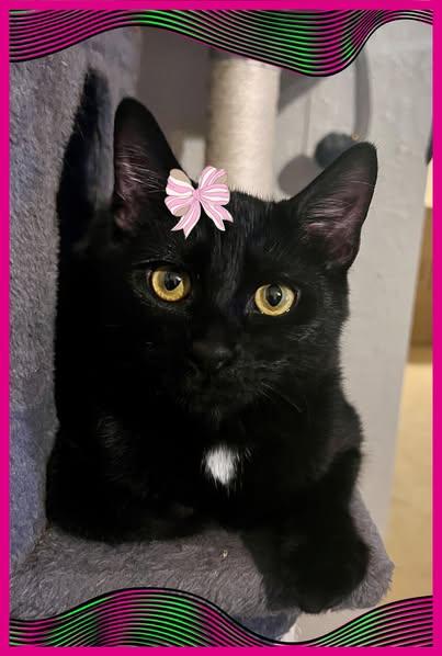 Mercedes, an adoptable Domestic Short Hair in Pasco, WA, 99301 | Photo Image 1