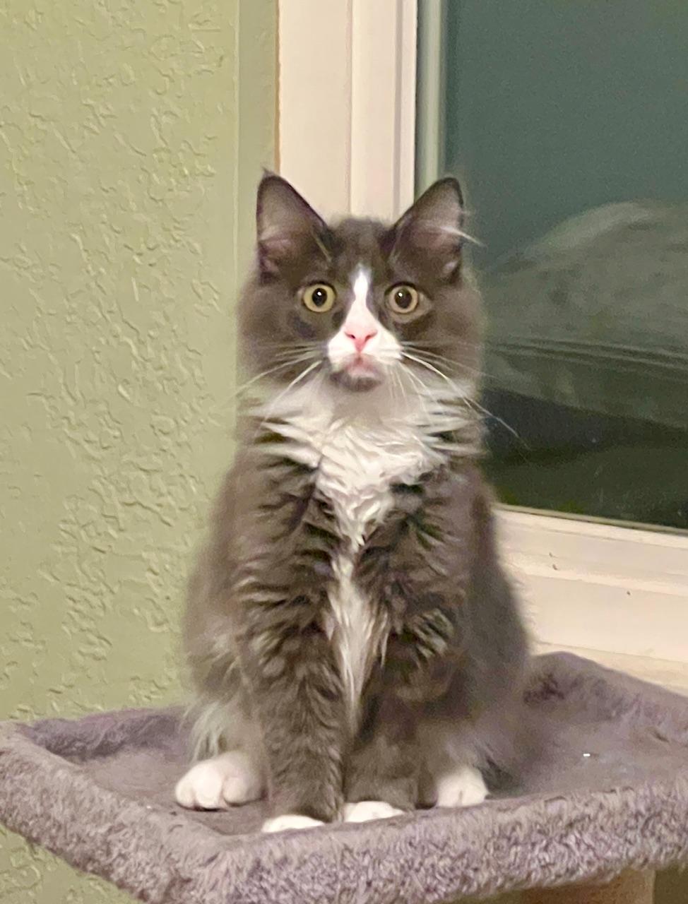 Bentley and Mercedes (Bonded Pair), an adoptable Domestic Medium Hair in Pasco, WA, 99301 | Photo Image 2
