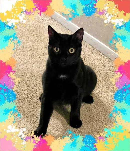 Enlarge Mercedes, a Adoptable Domestic Short Hair in Pasco, WA image 3/3