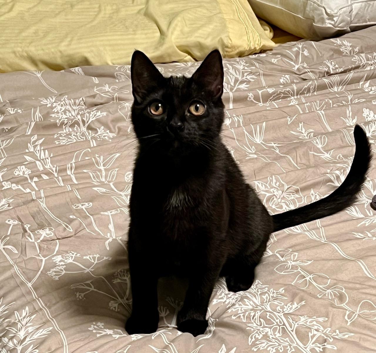 Enlarge Mercedes, a Adoptable Domestic Short Hair in Pasco, WA image 2/3