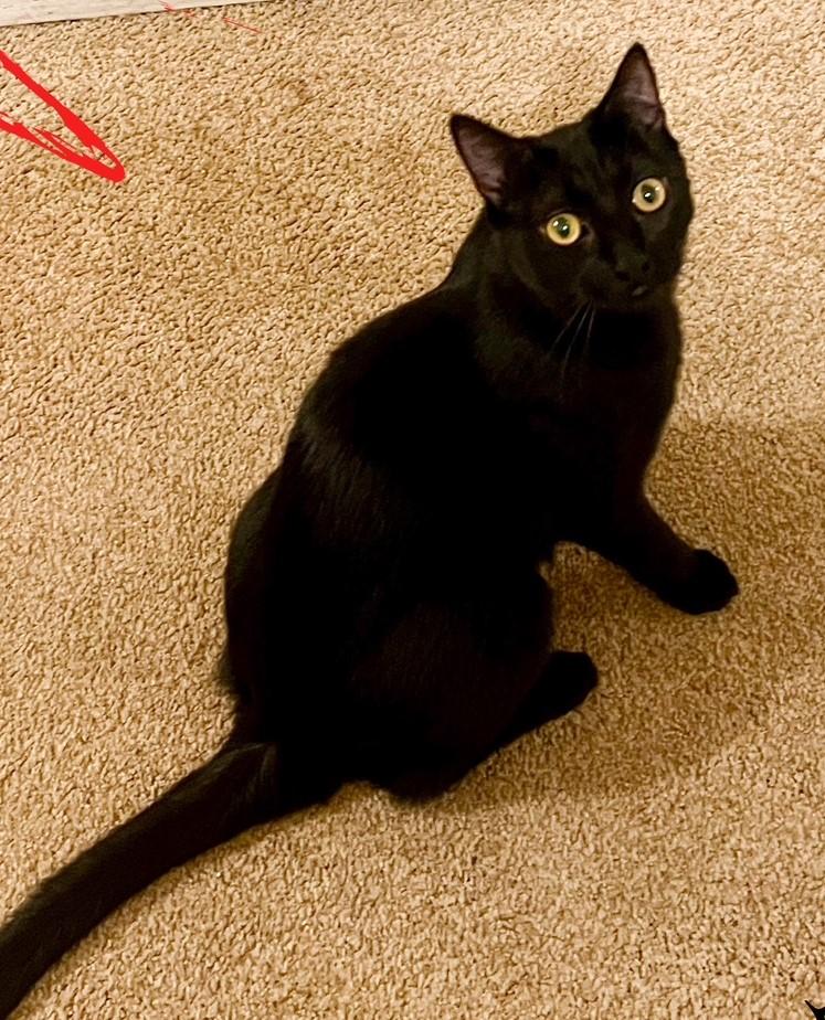 Enlarge Mercedes, a Adoptable Domestic Short Hair in Pasco, WA image 1/3