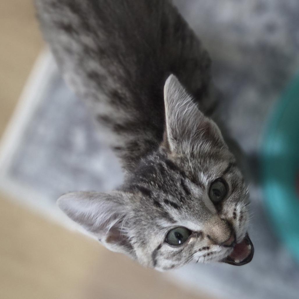 Ty Lee, Adoptable, Young Female Domestic Short Hair.