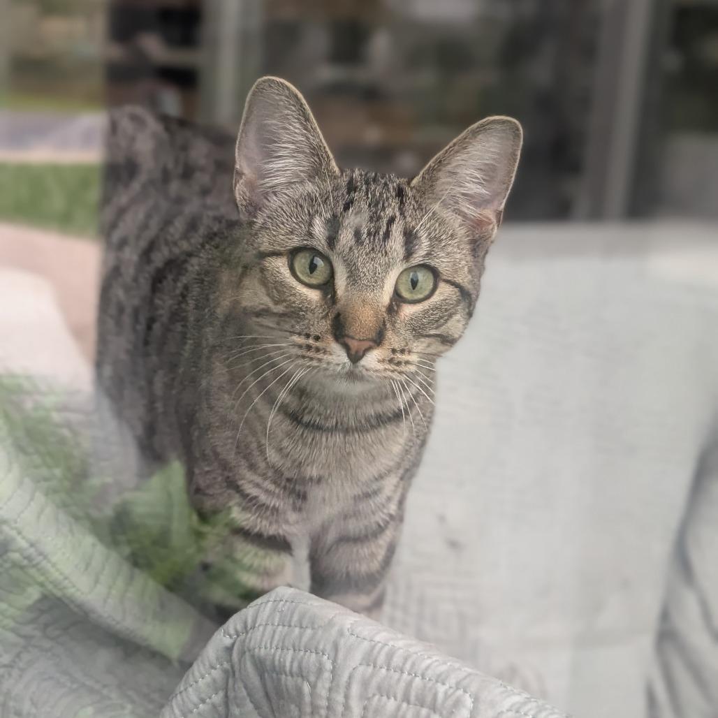 Enlarge Ty Lee, a Adoptable Domestic Short Hair in Grand Rapids, MI image 2/6