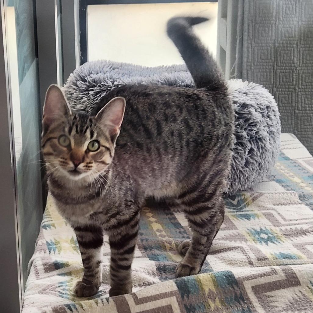 Enlarge Ty Lee, a Adoptable Domestic Short Hair in Grand Rapids, MI image 2/5