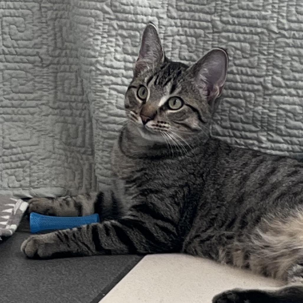 Enlarge Ty Lee, a Adoptable Domestic Short Hair in Grand Rapids, MI image 3/5