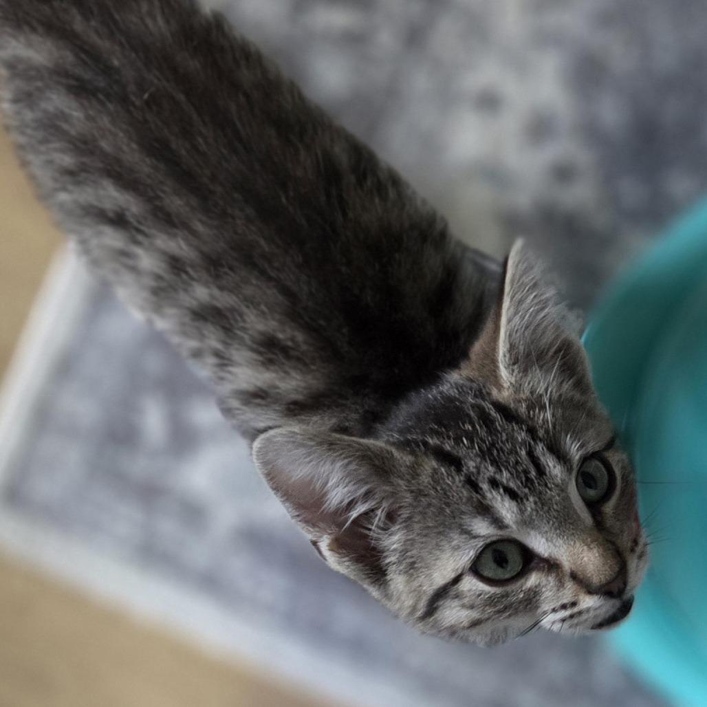 Enlarge Ty Lee, a Adoptable Domestic Short Hair in Grand Rapids, MI image 4/5