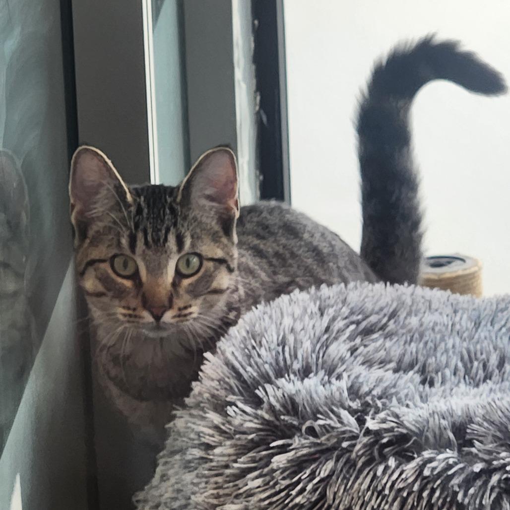 Enlarge Ty Lee, a Adoptable Domestic Short Hair in Grand Rapids, MI image 5/5