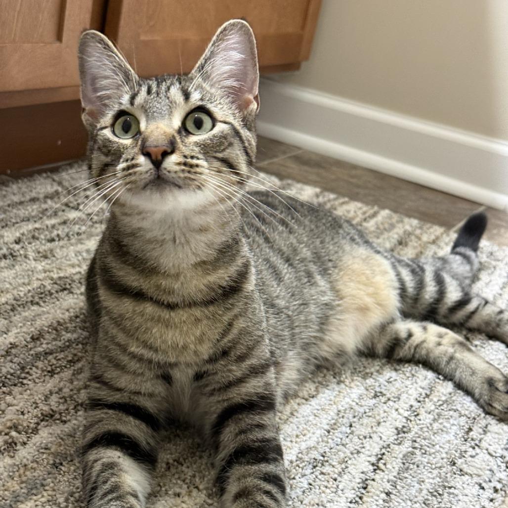 Enlarge Ty Lee- Foster, a Adoptable Domestic Short Hair in Grand Rapids, MI image 5/5