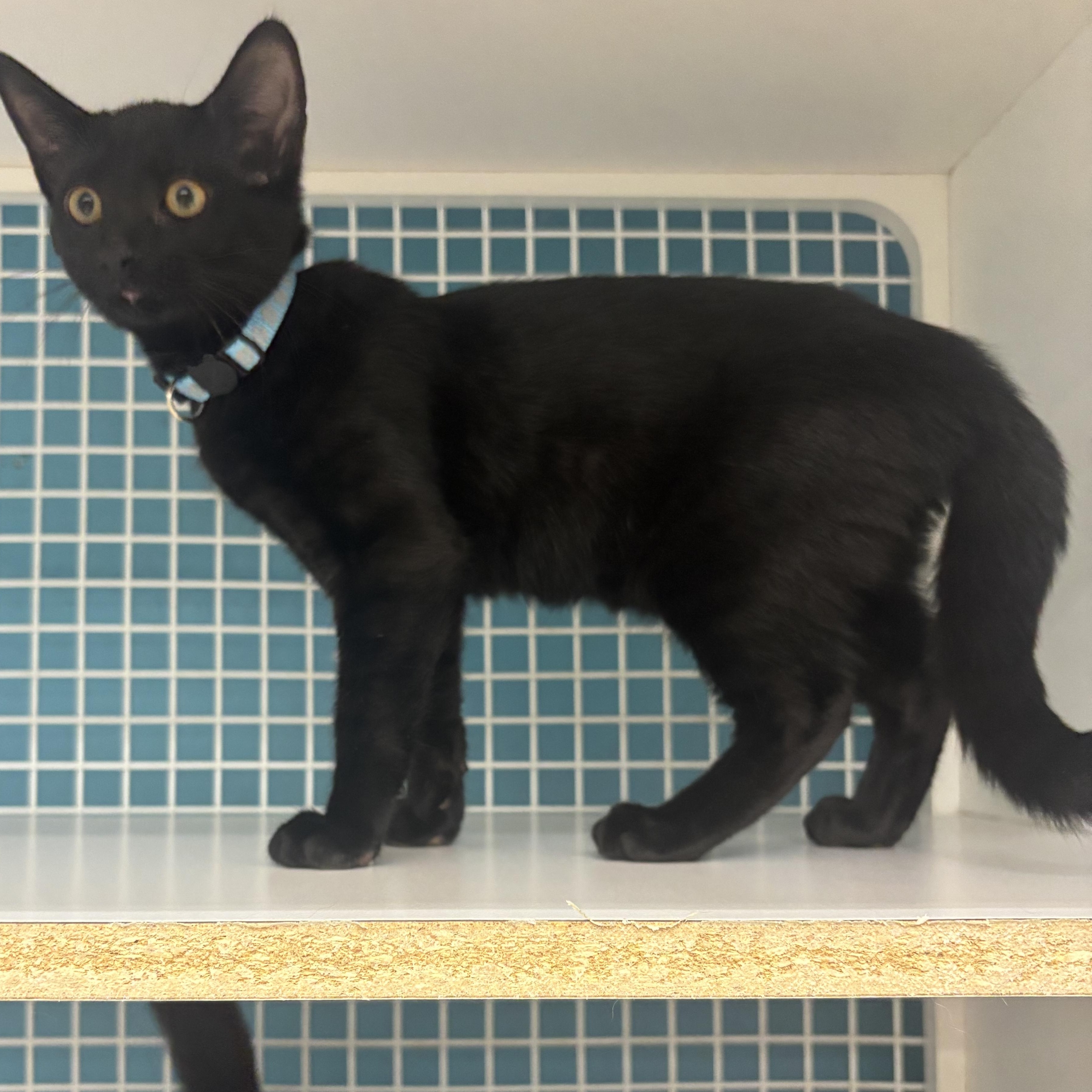 Pip, an adopted Domestic Short Hair in Statesboro, GA image 2/2