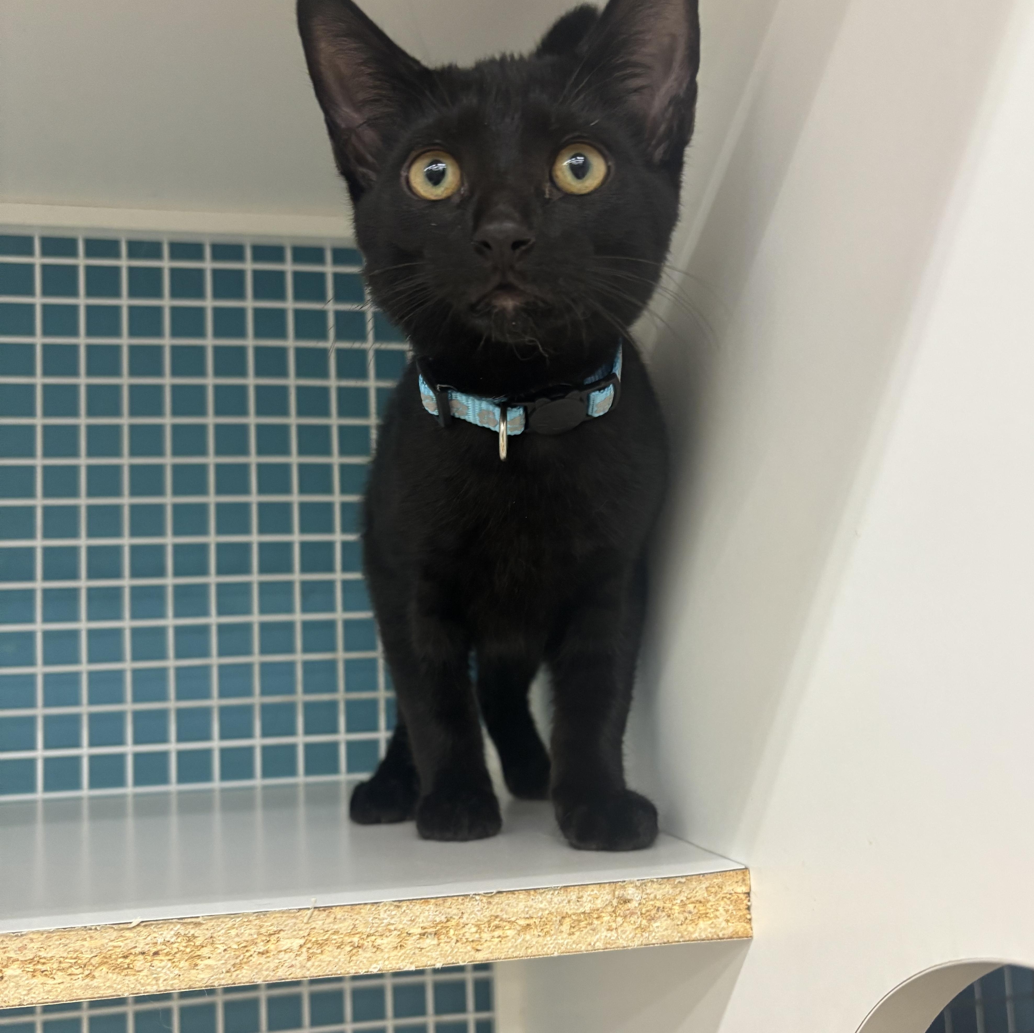 Pip, adopted, Kitten Male Domestic Short Hair.