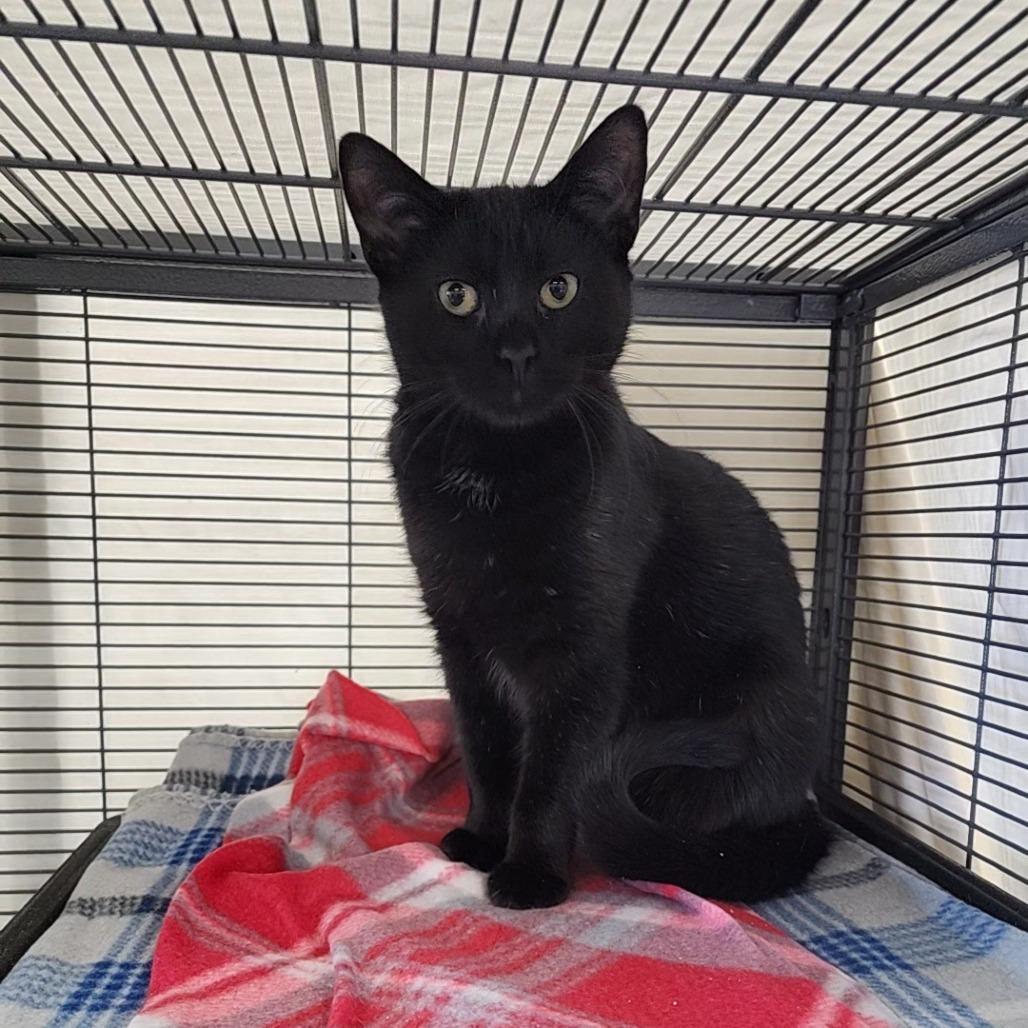 Enlarge Derby, a Adoptable Domestic Short Hair in Monroe, MI image 1/2