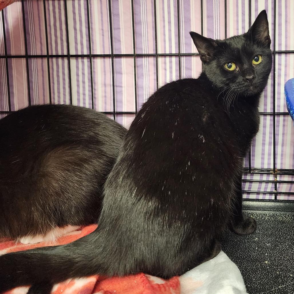 Enlarge Derby, a Adoptable Domestic Short Hair in Monroe, MI image 1/1