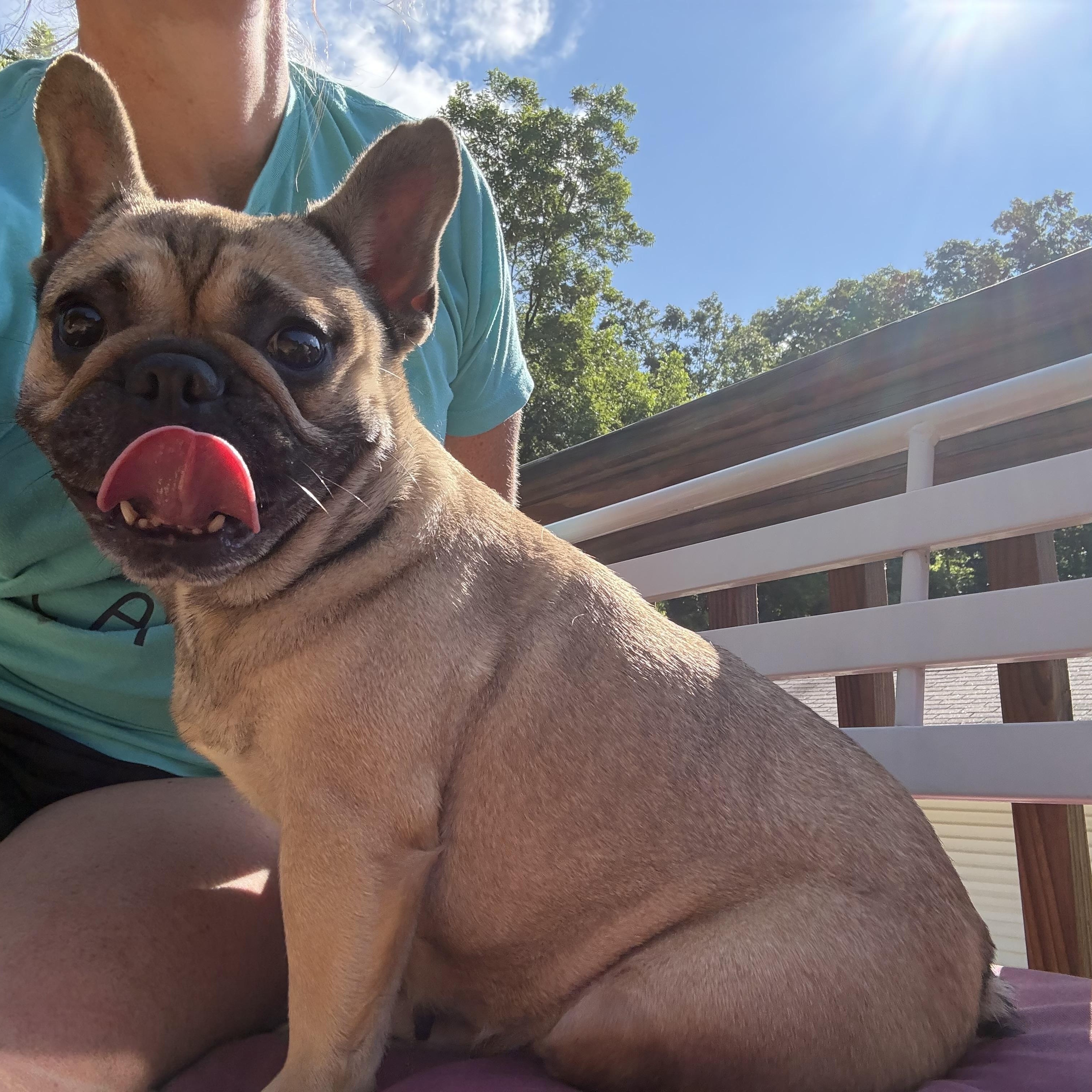 SHEBA, an adopted French Bulldog in Chicopee, MA image 4/4