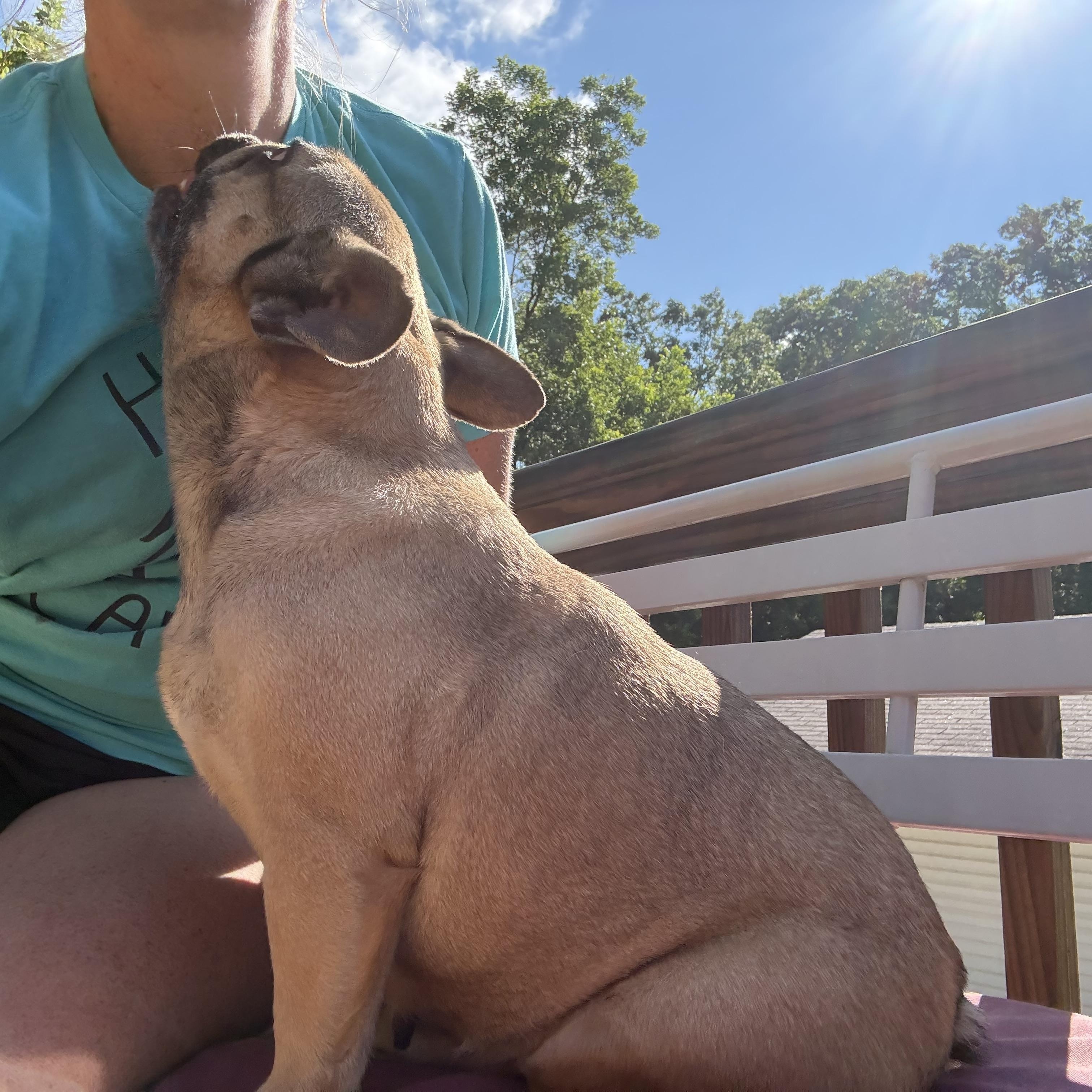 SHEBA, an adopted French Bulldog in Chicopee, MA image 3/4